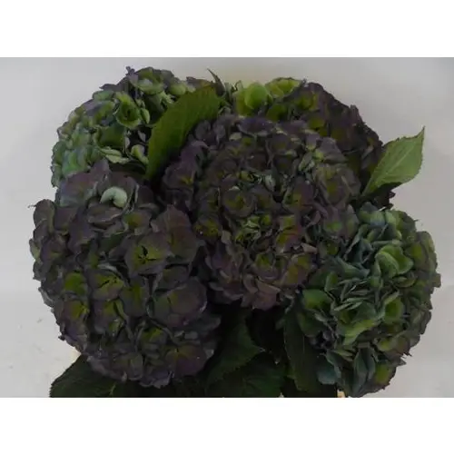 Hortensie lila/grün   Pompidou classic Bol 20cm 40cm