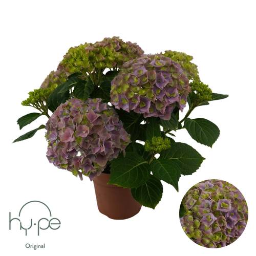Hortensie Mophead lila 5+Blüte T14 H040