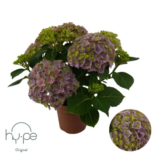 Hortensie Mophead lila 5+Blüte T14 H040
