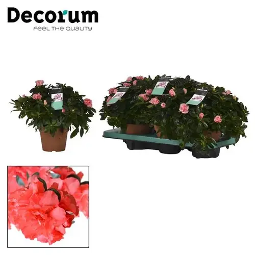 Azalee lachsrosa T14 H030