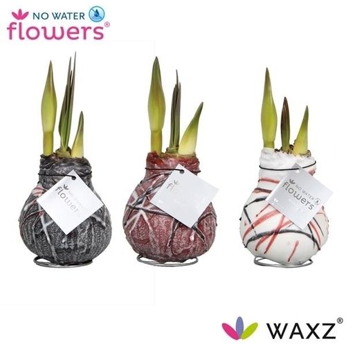 Amar.Bol Wachs mix Art van Gogh rot H015
