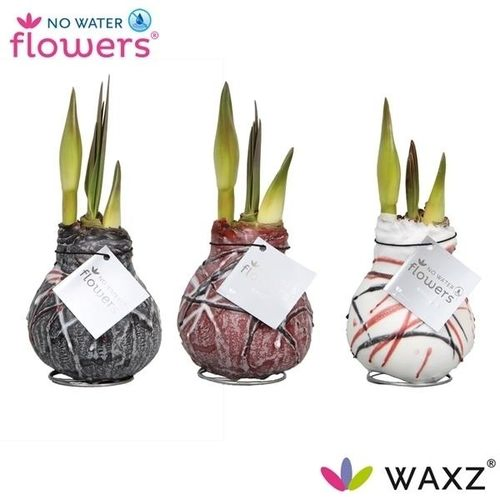 Amar.Bol Wachs mix Art van Gogh rot H015