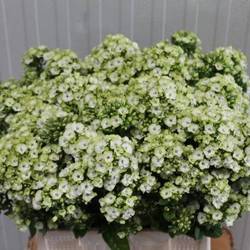 Phlox creme Sherbet Cocktail 42cm
