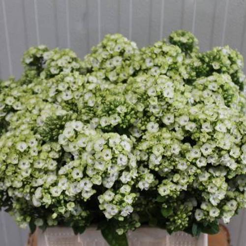 Phlox creme Sherbet Cocktail 42cm