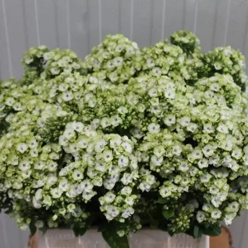 Phlox creme Sherbet Cocktail 42cm