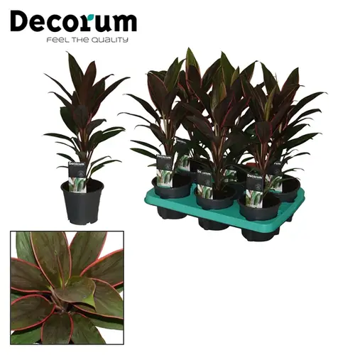Cordyline Rumba T12 H40