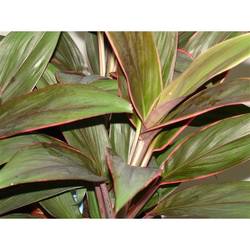Cordyline Rumba T12 H40