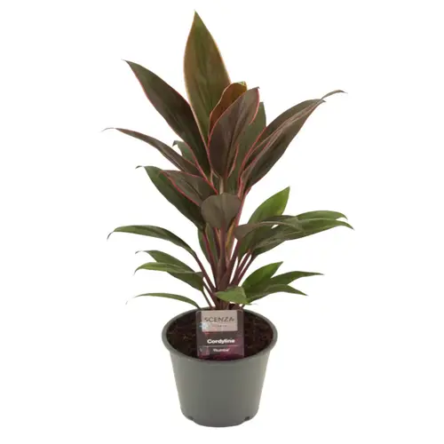 Cordyline Rumba T12 H40