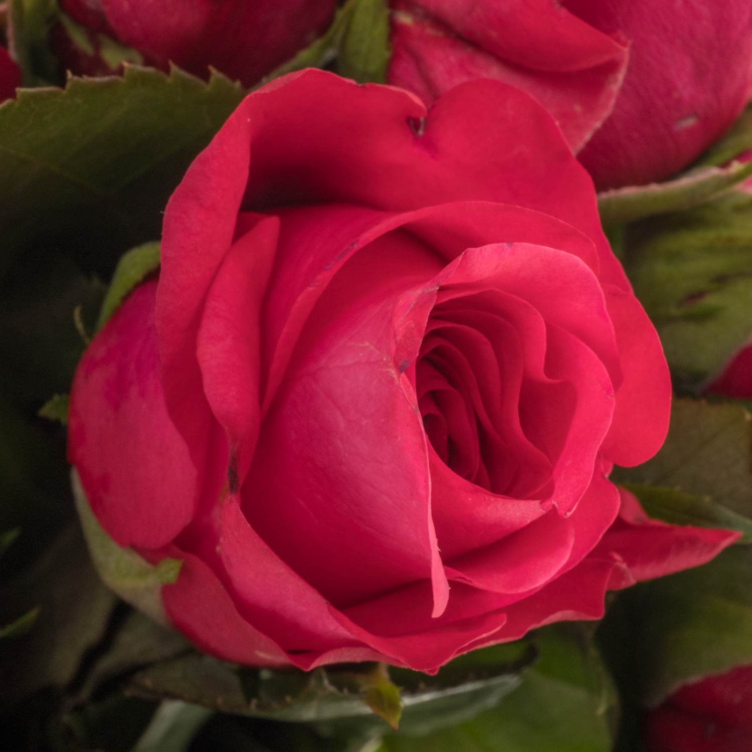Rose fuchsia Oblica 50cm