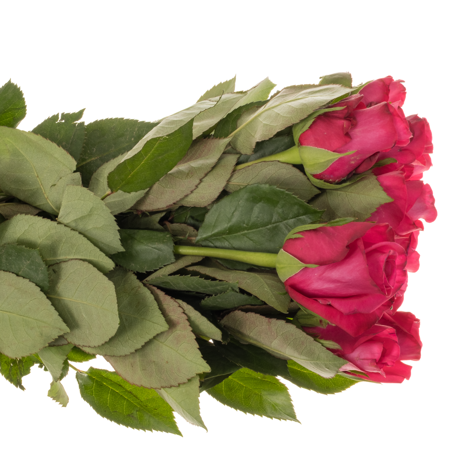 Rose fuchsia Oblica 50cm