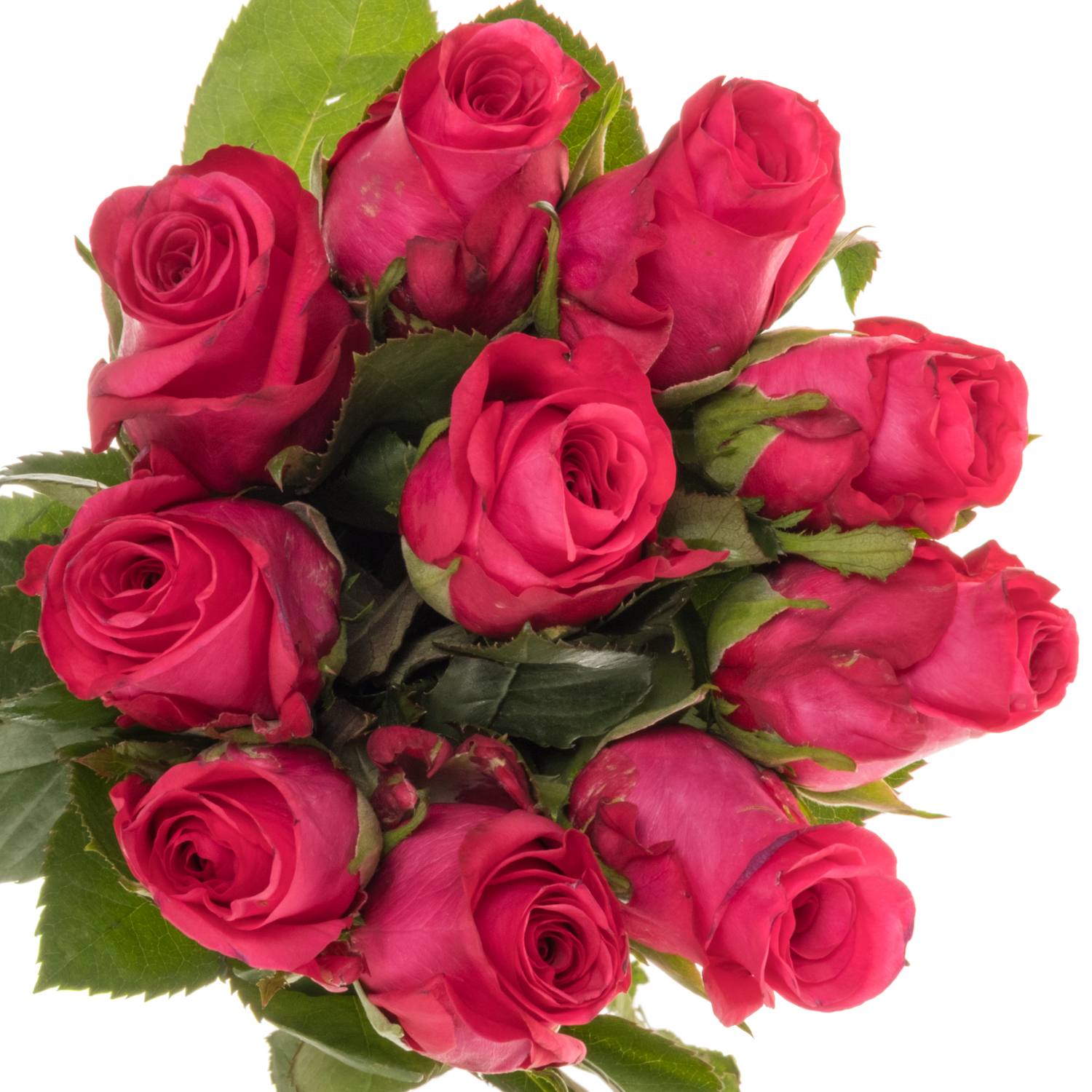 Rose fuchsia Oblica 50cm