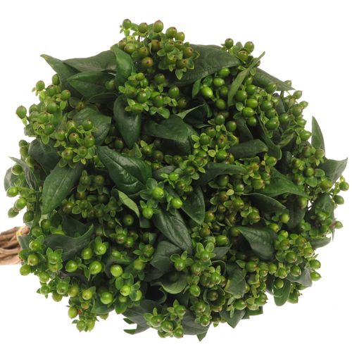 Hypericum grün Verzweigt 50cm