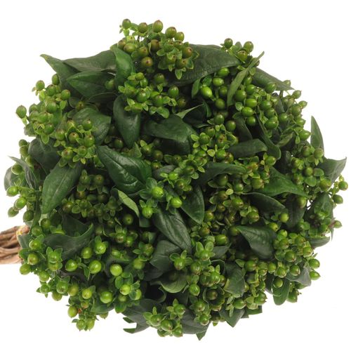 Hypericum grün Verzweigt 50cm