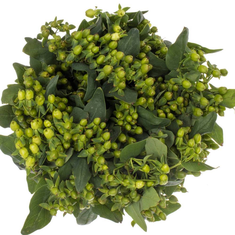 Hypericum grün Verzweigt 50cm
