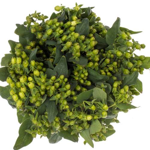 Hypericum grün Verzweigt 50cm