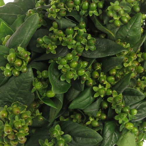 Hypericum grün Verzweigt 50cm