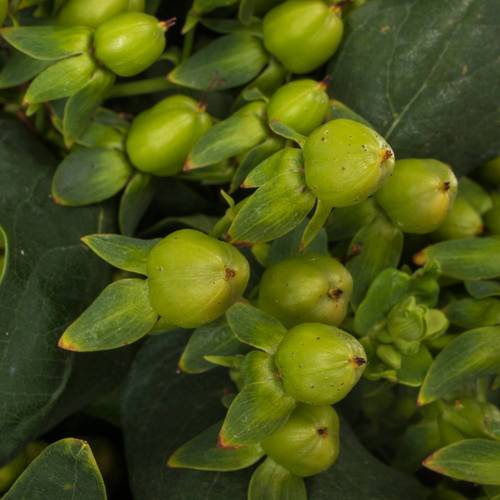 Hypericum grün Verzweigt 50cm