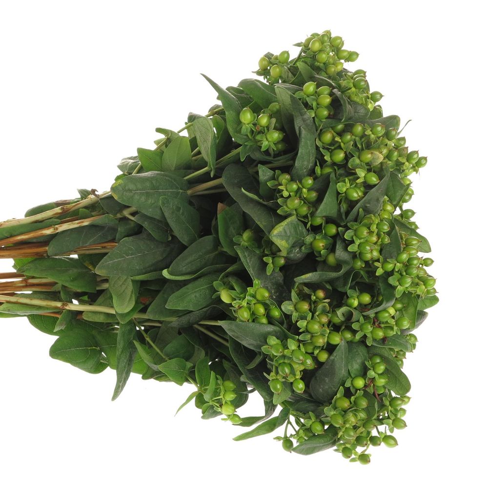 Hypericum grün Verzweigt 50cm