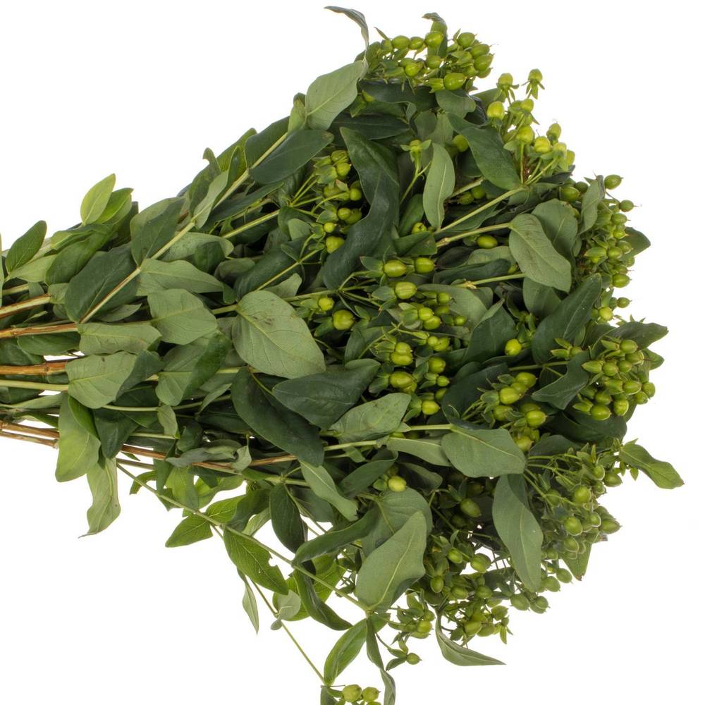 Hypericum grün Verzweigt 50cm