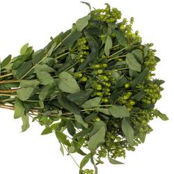 Hypericum grün Verzweigt 50cm