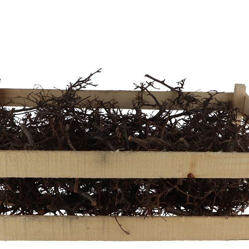 Trocken Bonsai im Holzkiste natur15cm ±100st