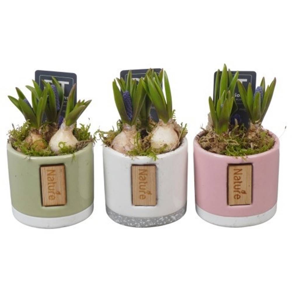 Muscari.Arr mix PTMB6307 T07 H013