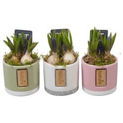 Muscari.Arr mix PTMB6307 T07 H013