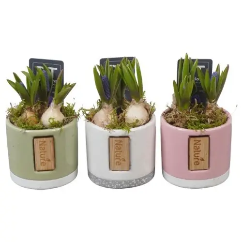 Muscari.Arr mix PTMB6307 T07 H013