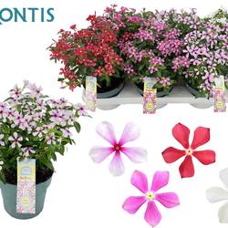 Catharanthus mix Soiree T14 H017