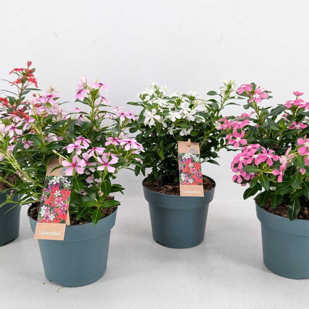 Catharanthus mix Soiree T14 H017