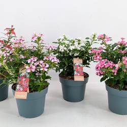 Catharanthus mix Soiree T14 H017