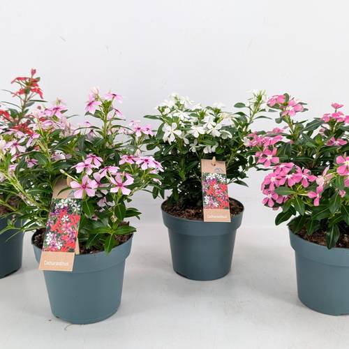 Catharanthus mix Soiree T14 H017