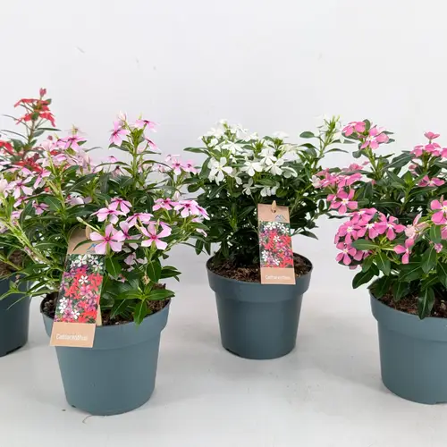 Catharanthus mix Soiree T14 H017
