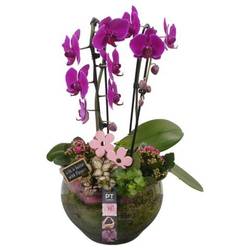 Phal.Arr PTIG1519 T23 H056