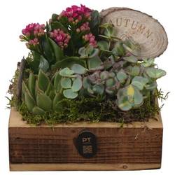 Kal.Arr PTHI3345 Herbst T15 H015