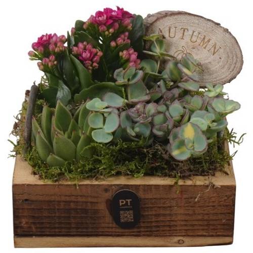 Kal.Arr PTHI3345 Herbst T15 H015