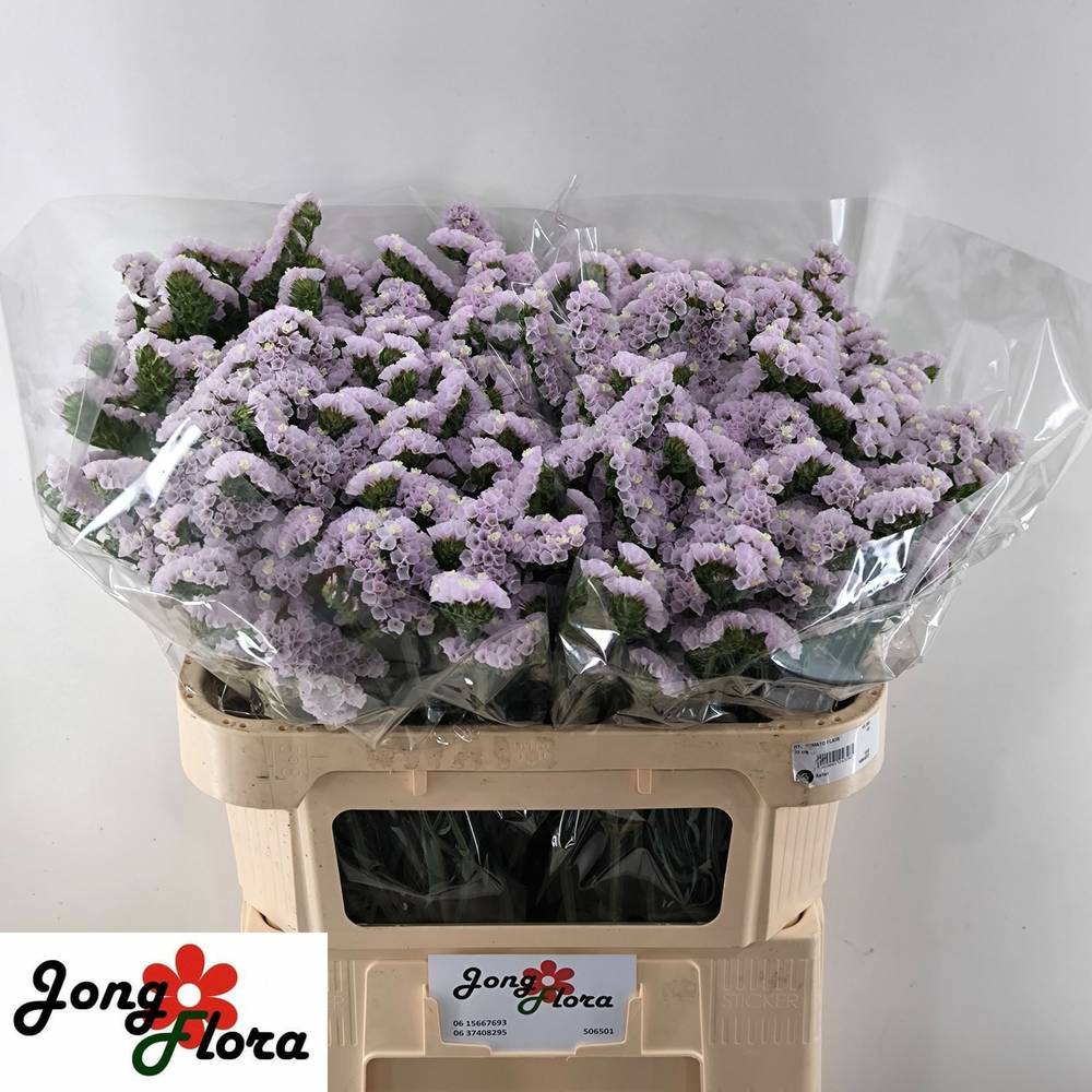 Statice milka Fairy  65 Gramm 70cm