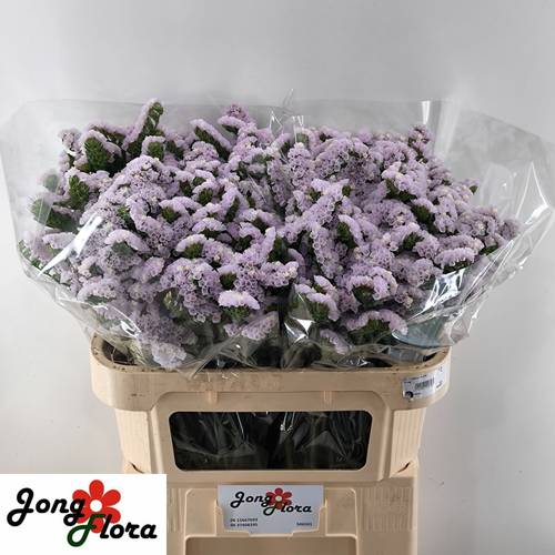 Statice milka Fairy  65 Gramm 70cm