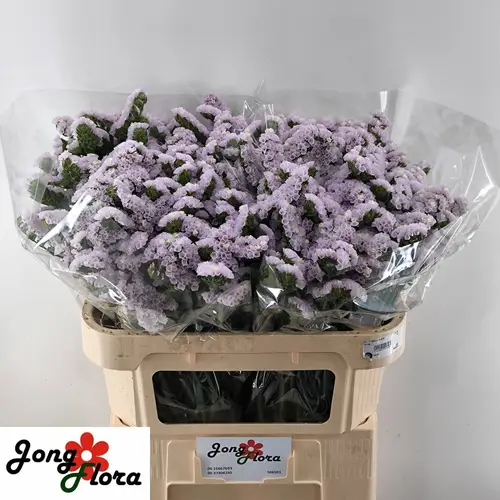Statice milka Fairy  65 Gramm 70cm