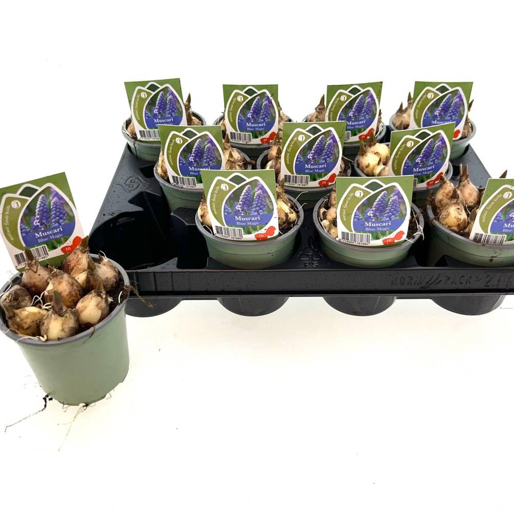 Muscari Blue Magic T10 H015
