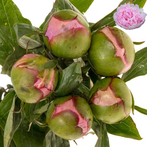 Pfingstrose rosa gefüllt Cheeks 60cm