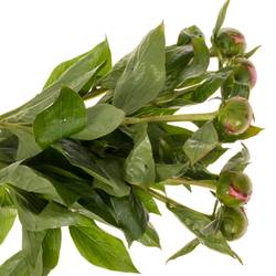 Pfingstrose rosa gefüllt Cheeks 60cm