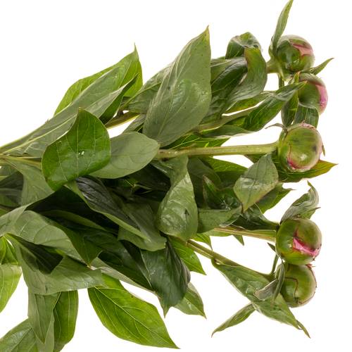 Pfingstrose rosa gefüllt Cheeks 60cm