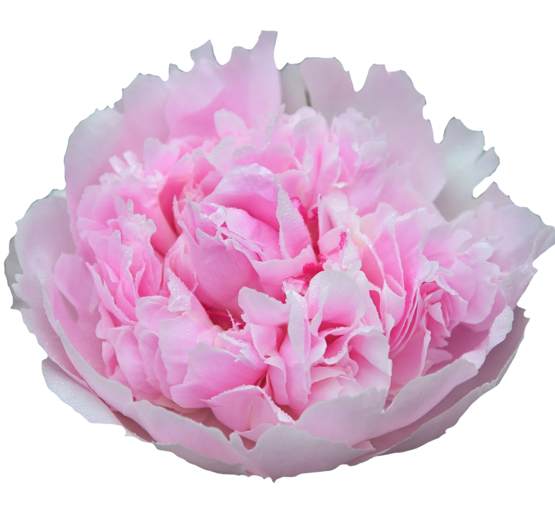 Pfingstrose rosa gefüllt Cheeks 60cm