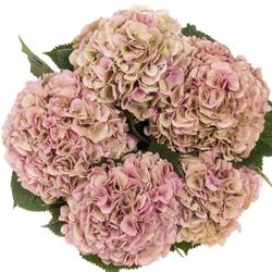 Hortensie lachs/hell rosa Vienna Classic Bol 20cm 80cm