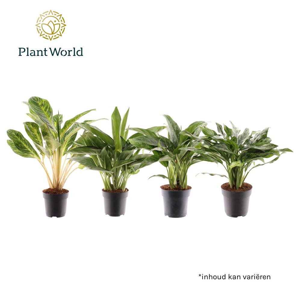 Aglaonema mix Royal T17 H60