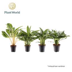 Aglaonema mix Royal T17 H60