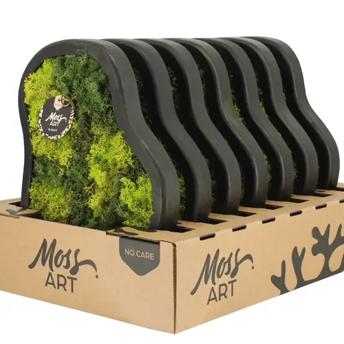 Moos.Arr D36cm 	90781 T36 H030