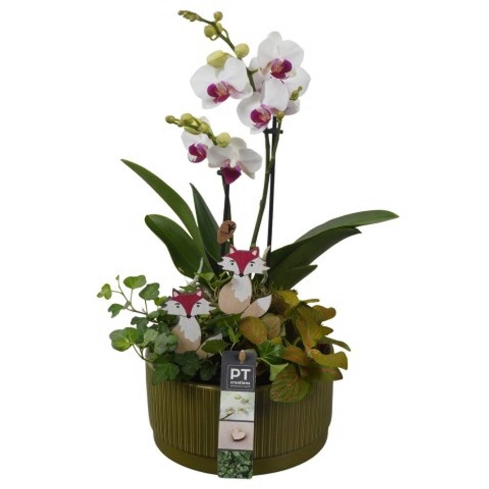 Phal.Arr PTHI5594 Herbst T19 H045