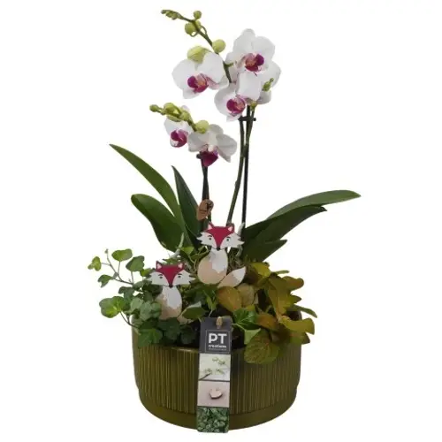 Phal.Arr PTHI5594 Herbst T19 H045